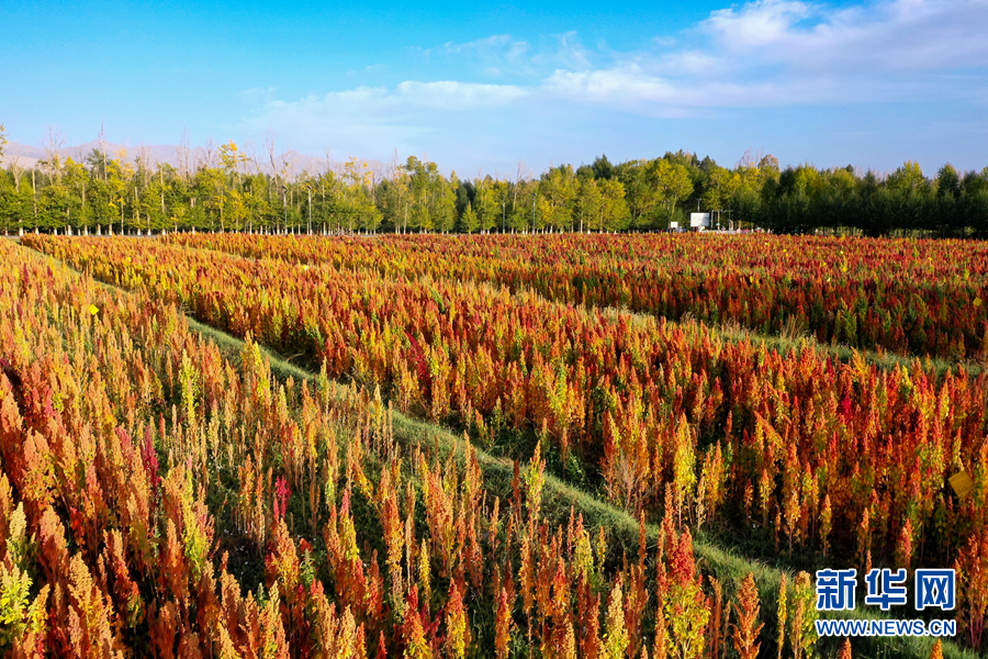 「新华网」乌兰有“三宝”：枸杞 藜麦 茶卡羊