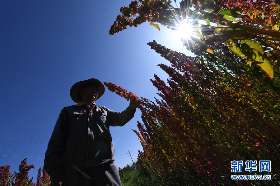 「新华网」乌兰有“三宝”：枸杞 藜麦 茶卡羊