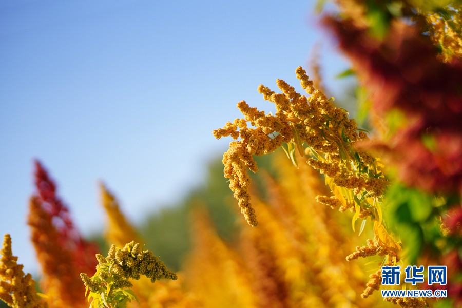 「新华网」乌兰有“三宝”：枸杞 藜麦 茶卡羊