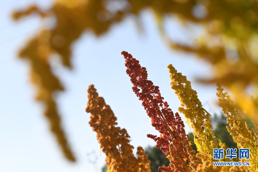 「新华网」乌兰有“三宝”：枸杞 藜麦 茶卡羊