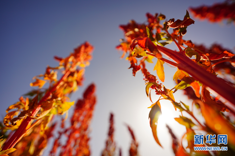 「新华网」乌兰有“三宝”：枸杞 藜麦 茶卡羊