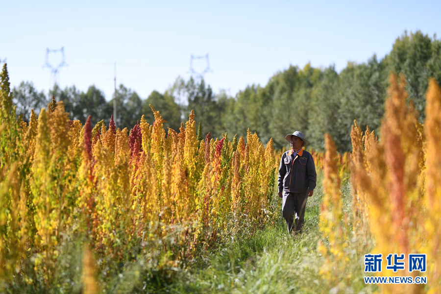 「新华网」乌兰有“三宝”：枸杞 藜麦 茶卡羊