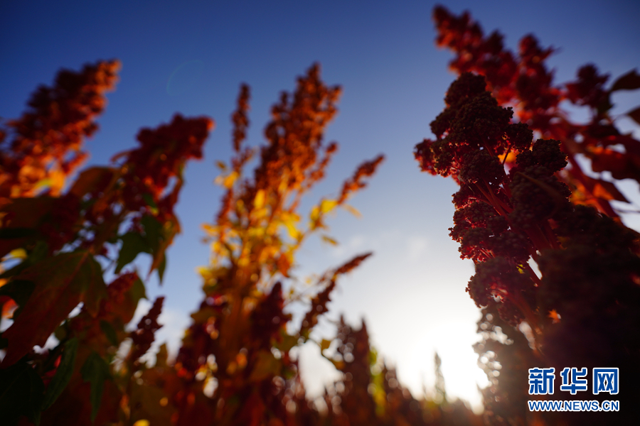 「新华网」乌兰有“三宝”：枸杞 藜麦 茶卡羊