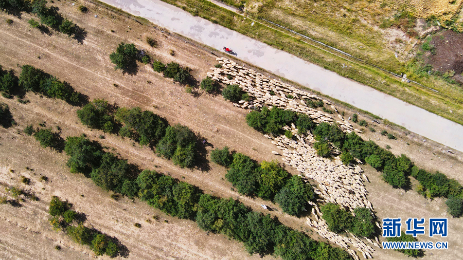 「新华网」乌兰有“三宝”：枸杞 藜麦 茶卡羊