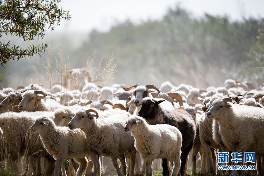 「新华网」乌兰有“三宝”：枸杞 藜麦 茶卡羊
