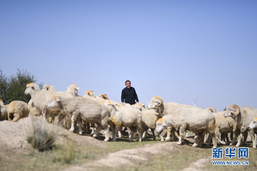「新华网」乌兰有“三宝”：枸杞 藜麦 茶卡羊