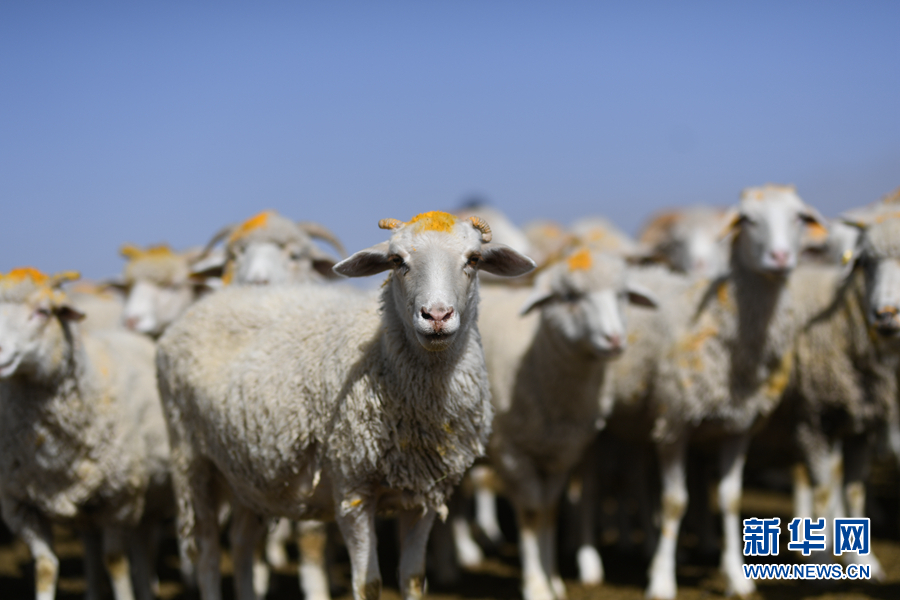 「新华网」乌兰有“三宝”：枸杞 藜麦 茶卡羊