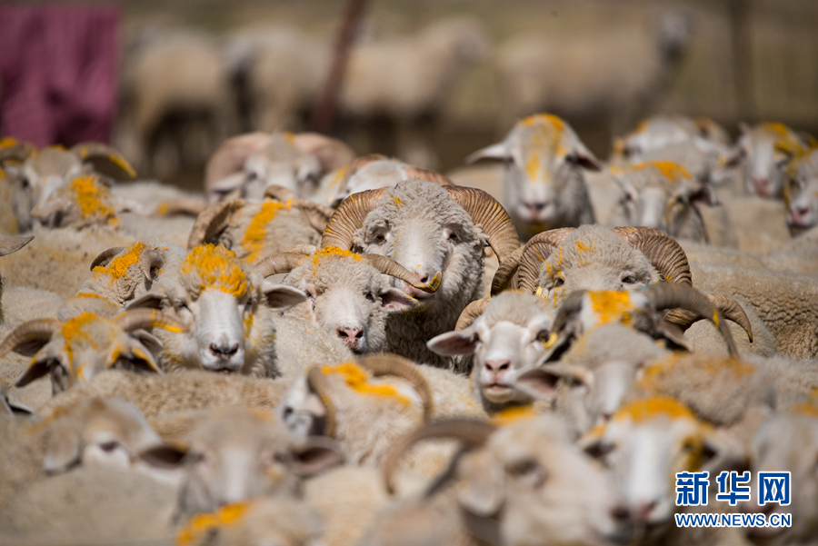 「新华网」乌兰有“三宝”：枸杞 藜麦 茶卡羊