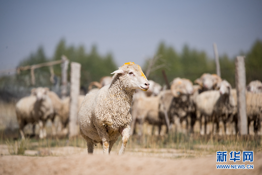 「新华网」乌兰有“三宝”：枸杞 藜麦 茶卡羊