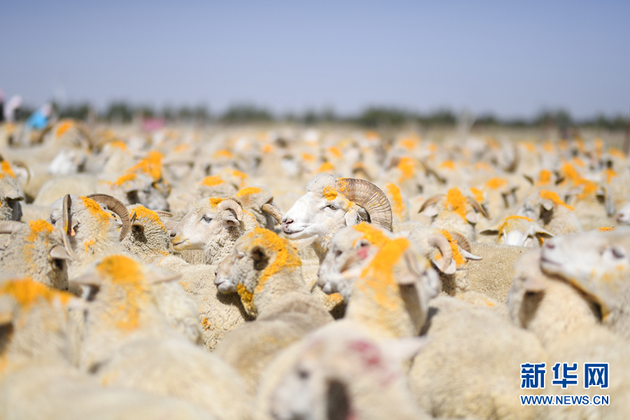 「新华网」乌兰有“三宝”：枸杞 藜麦 茶卡羊