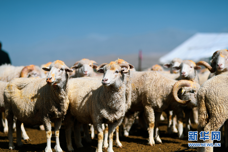 新华网■茶卡羊成“致富羊” 群众脱贫“喜洋洋”