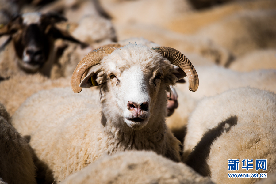 新华网■茶卡羊成“致富羊” 群众脱贫“喜洋洋”