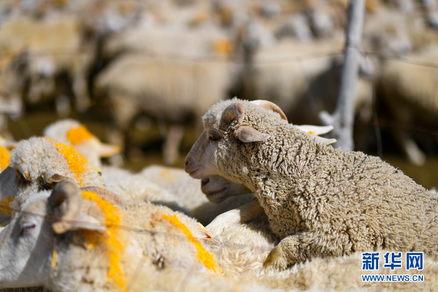 新华网■茶卡羊成“致富羊” 群众脱贫“喜洋洋”