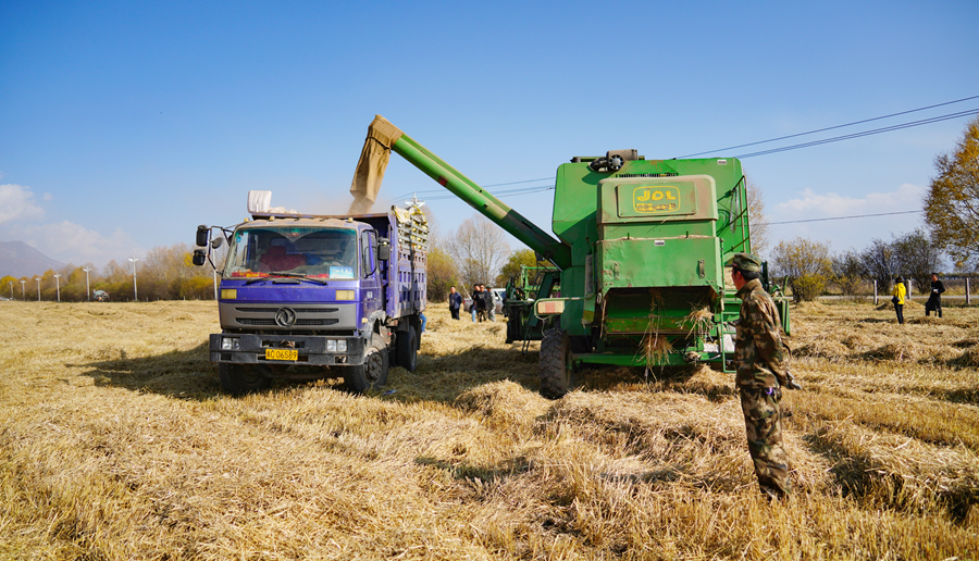 丰收的喜悦！天佑德青稞酒原粮种植基地喜获丰收2020-10-14 10:37:38