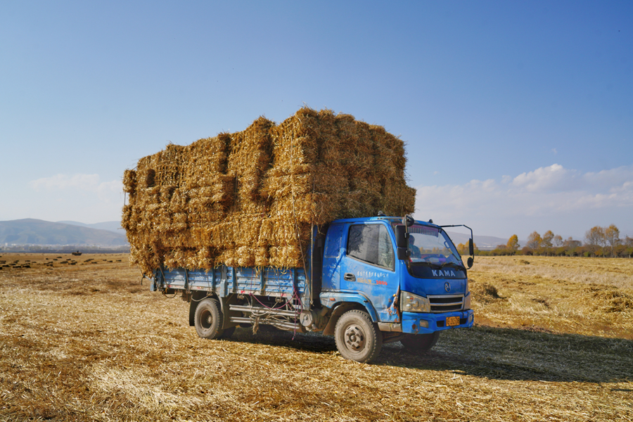 丰收的喜悦！天佑德青稞酒原粮种植基地喜获丰收2020-10-14 10:37:38