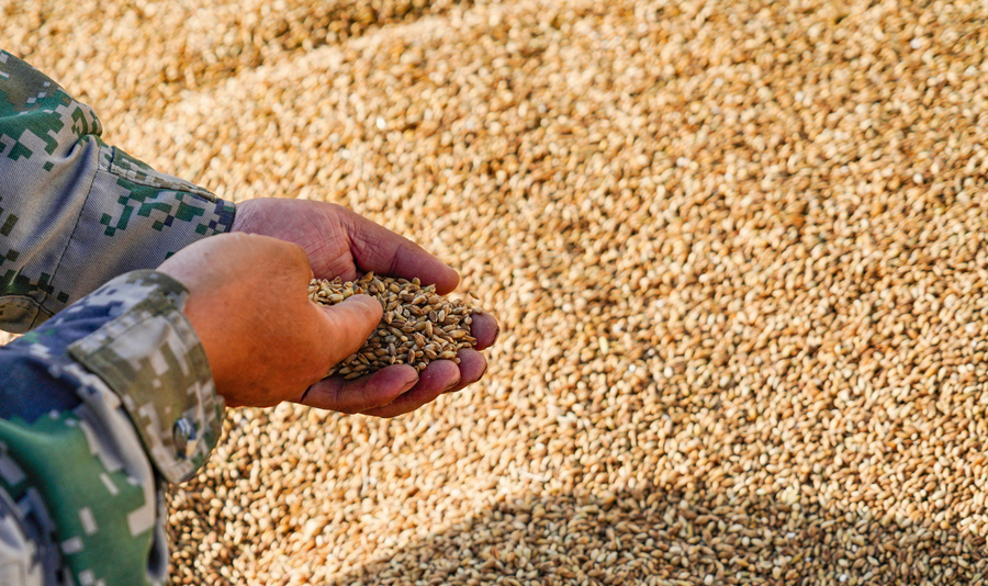 丰收的喜悦！天佑德青稞酒原粮种植基地喜获丰收2020-10-14 10:37:38