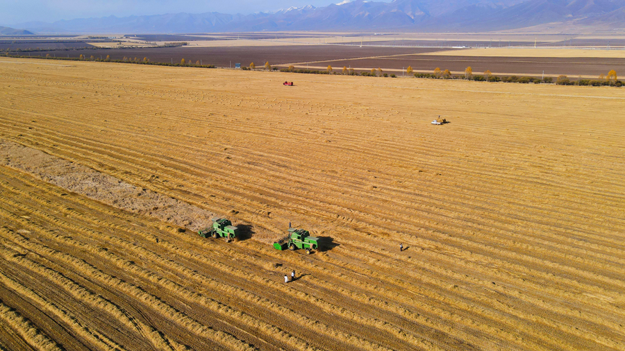 丰收的喜悦！天佑德青稞酒原粮种植基地喜获丰收2020-10-14 10:37:38
