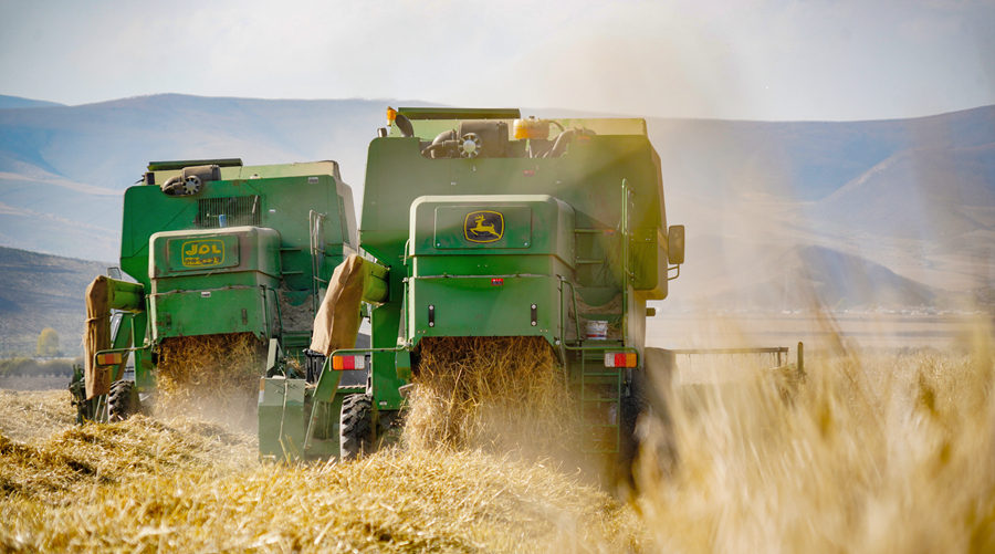 丰收的喜悦！天佑德青稞酒原粮种植基地喜获丰收2020-10-14 10:37:38