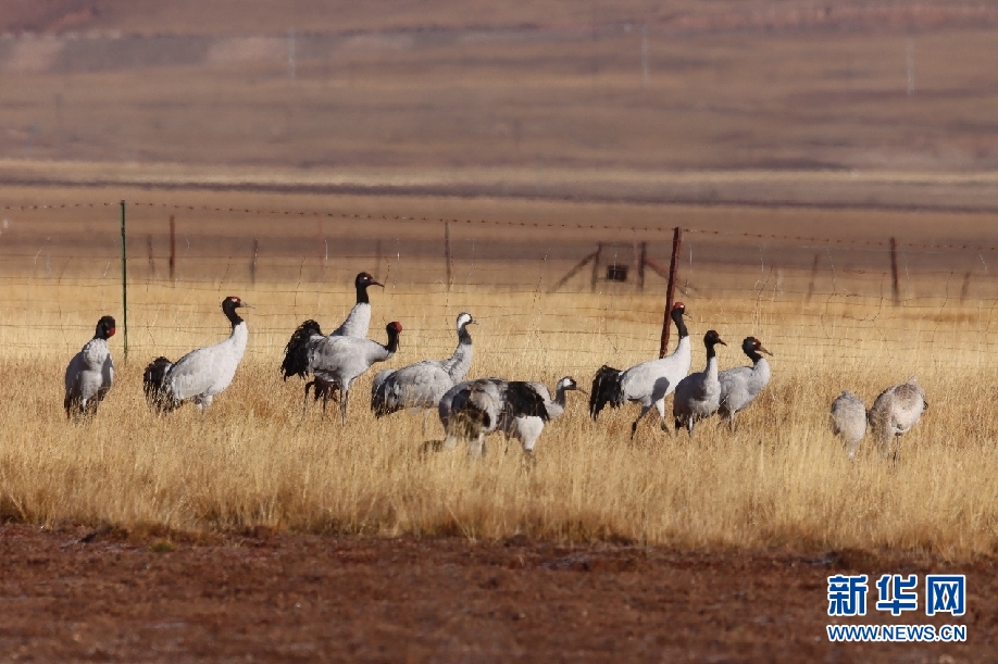 #新华网#青海隆宝国家级自然保护区记录116只黑颈鹤集群