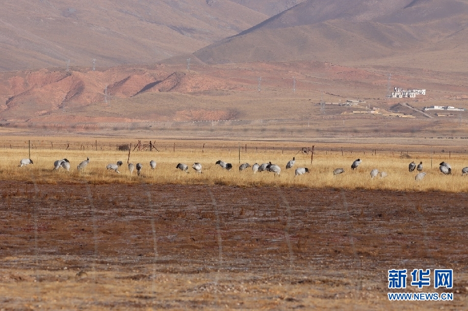 #新华网#青海隆宝国家级自然保护区记录116只黑颈鹤集群