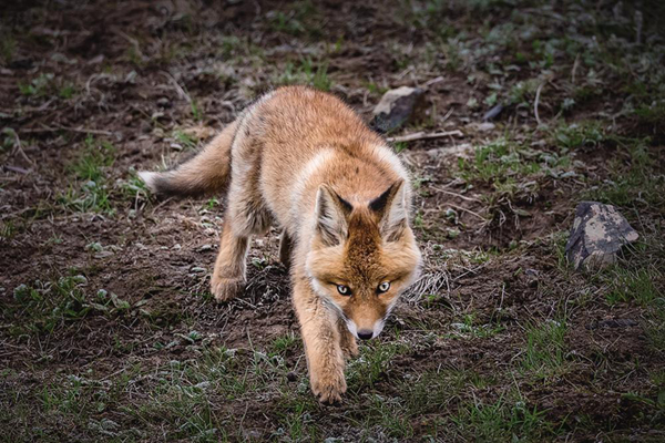 青海日报@草原上，那些小赤狐的一天