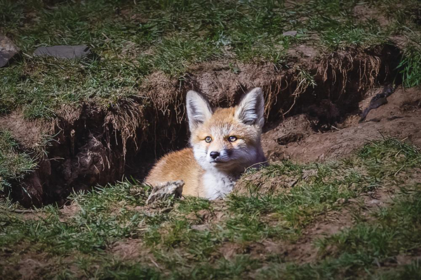 青海日报@草原上，那些小赤狐的一天