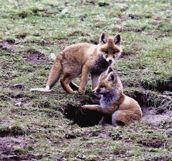 青海日报@草原上，那些小赤狐的一天