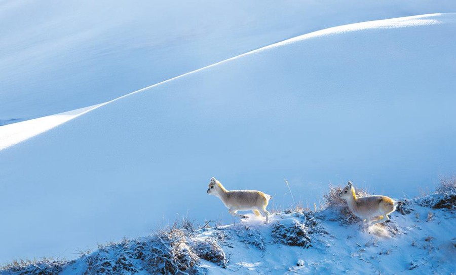 「青海日报」喜看家乡新变化——“走向我们的小康生活”随手拍大赛优秀作品选登（十）