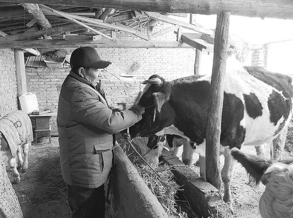 【青海日报】牛圈里，走出一条幸福路
