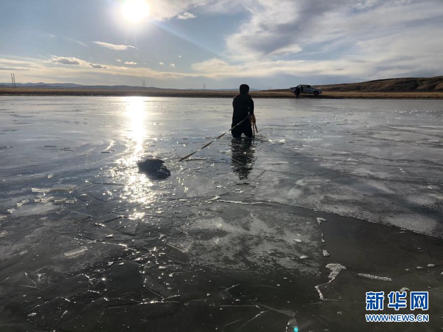 新华社@野狼受困冰湖，他们奋不顾身跳湖解救