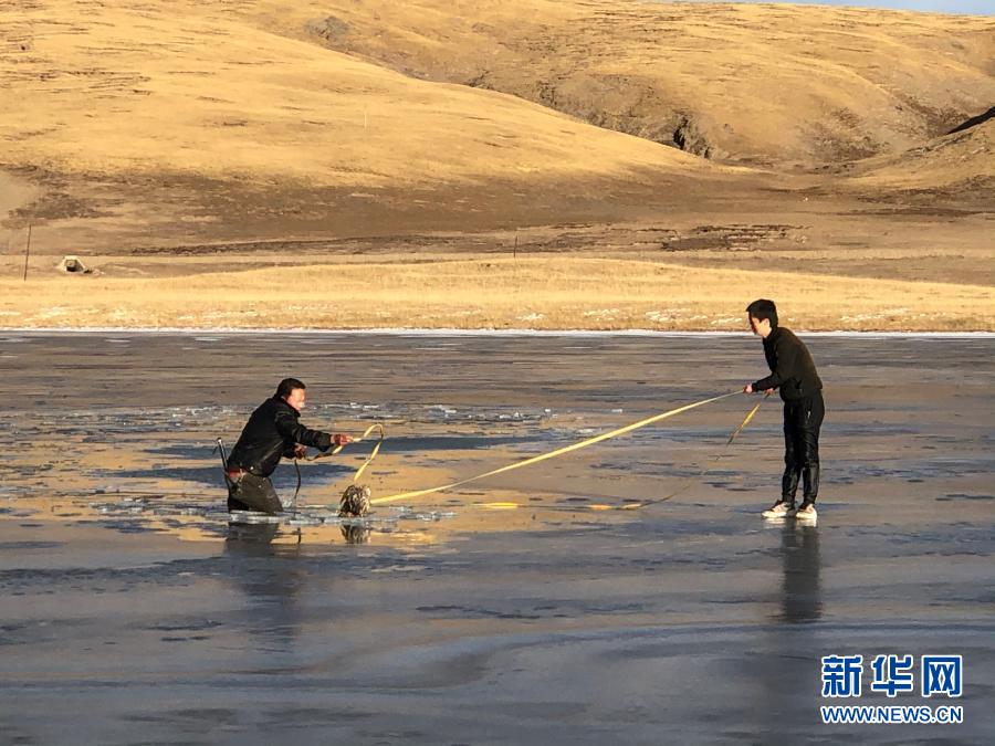 新华社@野狼受困冰湖，他们奋不顾身跳湖解救