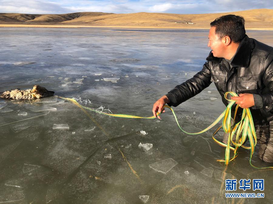 新华社@野狼受困冰湖，他们奋不顾身跳湖解救