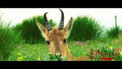 新华网■青海刚察，原来这么美！