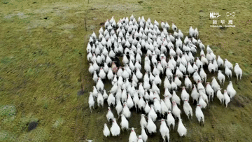 新华网■青海刚察，原来这么美！