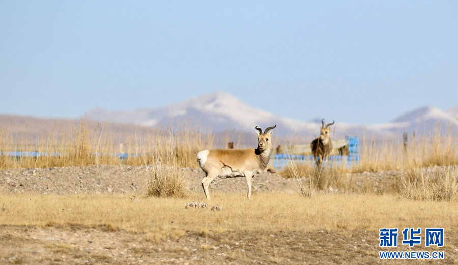 新华网■青海刚察，原来这么美！