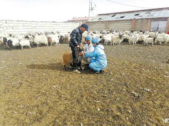 「青海日报」牛羊换养法 牧民换活法