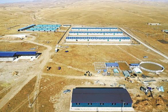 「青海日报」牛羊换养法 牧民换活法