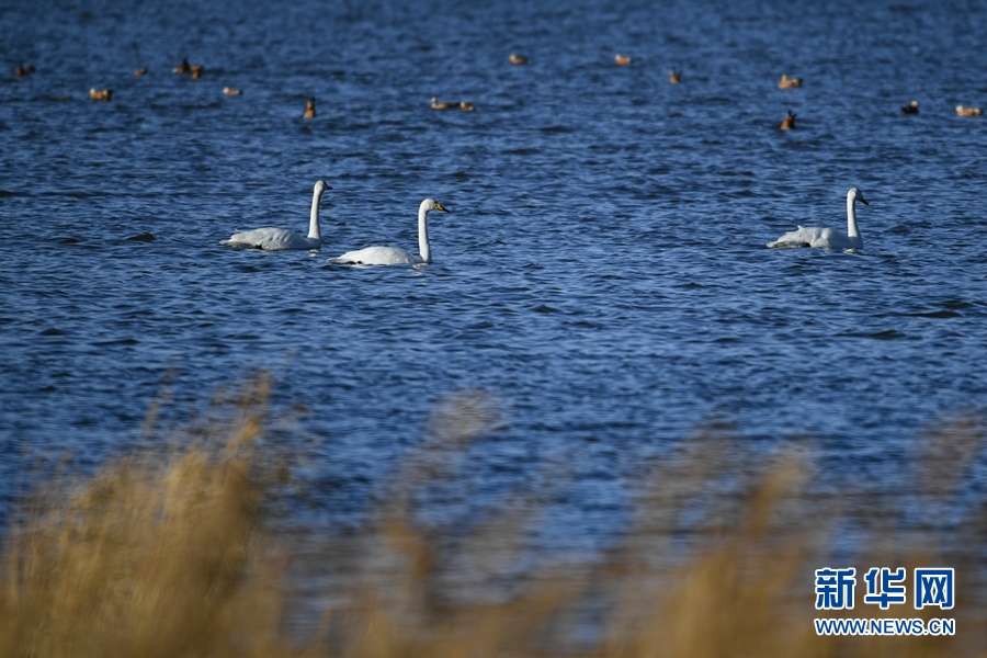 [新华网]生态青海丨乌兰县的都兰湖