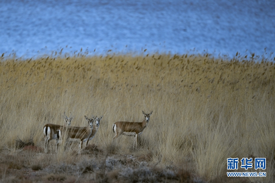 [新华网]生态青海丨乌兰县的都兰湖