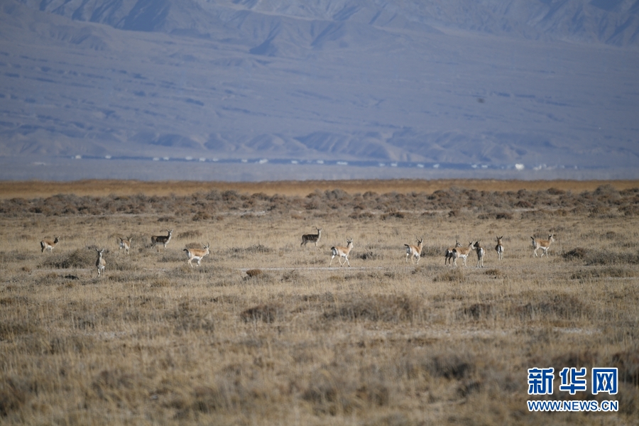 [新华网]生态青海丨乌兰县的都兰湖