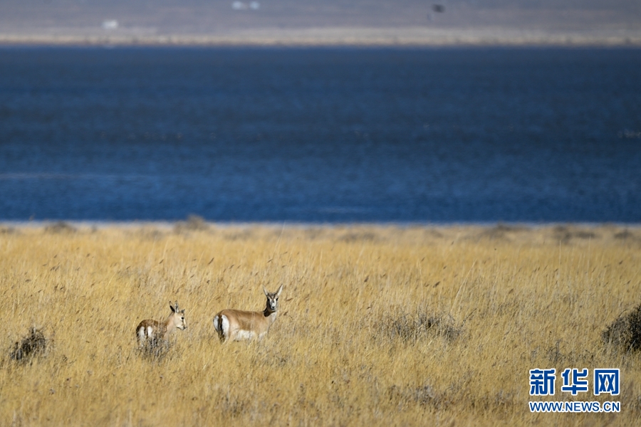[新华网]生态青海丨乌兰县的都兰湖