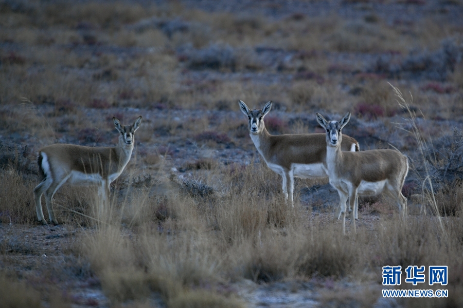 [新华网]生态青海丨乌兰县的都兰湖