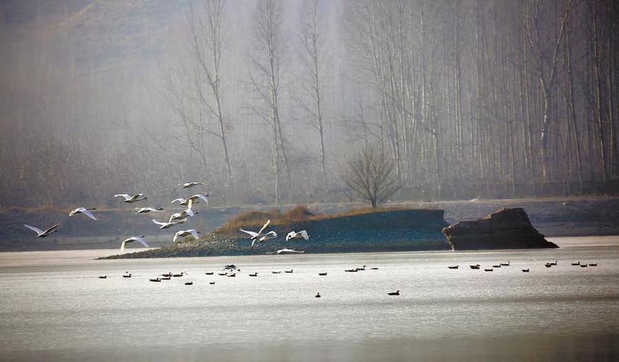 【青海日报】上百只大天鹅“栖息”公伯峡库区