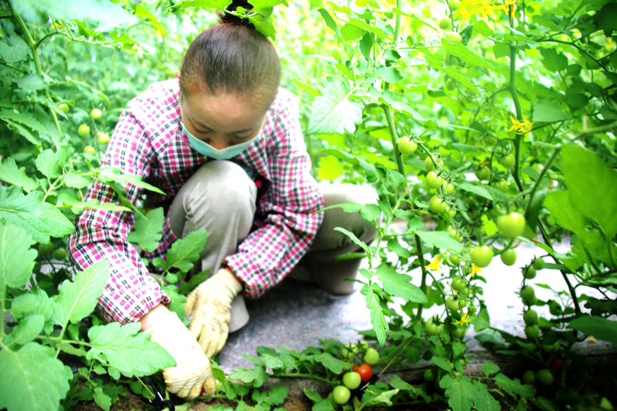 亚新体育海南州贵德县：发展西红柿种植产业 为乡村振兴蓄势赋能(图1)