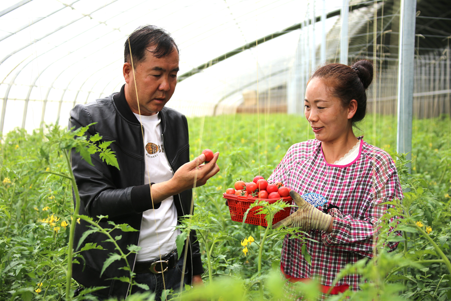 亚新体育海南州贵德县：发展西红柿种植产业 为乡村振兴蓄势赋能(图3)