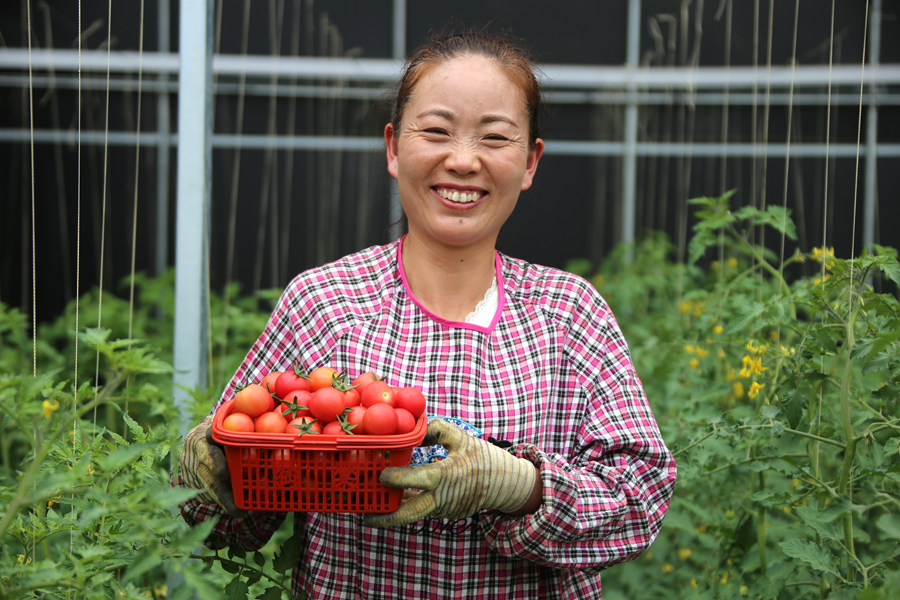 亚新体育海南州贵德县：发展西红柿种植产业 为乡村振兴蓄势赋能(图4)