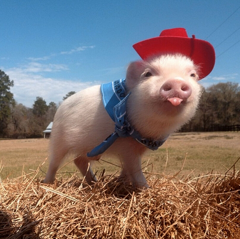 迷你香猪被奉时尚教主 穿花裙子带蝴蝶结