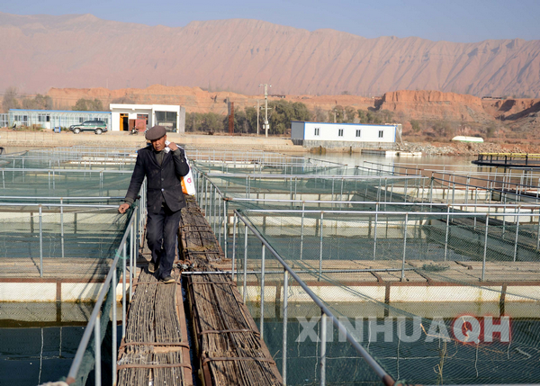 冷水鱼养殖走俏高原黄河库区