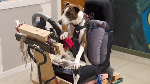 新西兰小狗学开车 8周掌握基本驾驶技能