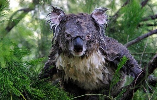 小考拉树上睡觉中招 被洒水车大水淋醒